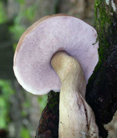 Tylopilus felleus, a half-grown mushroom with depressed tube attachment showing the pinkish color.
